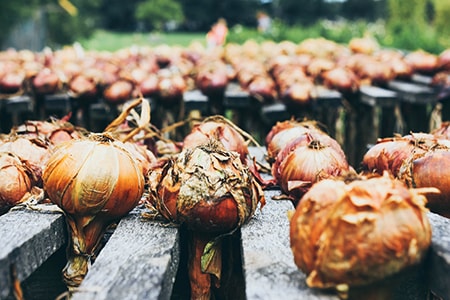 how to store onions