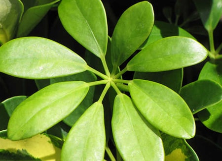 lush green dwarf umbrella tree leaves