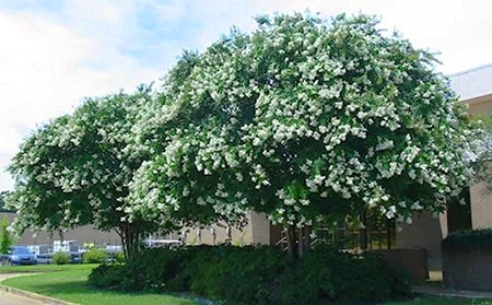 pruning crepe myrtle isn't difficult to do once you have a little guidance