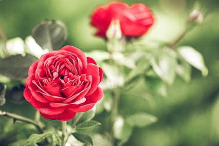 tips for how to prune roses