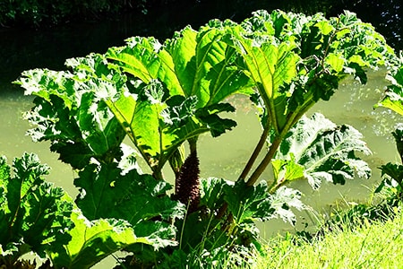 types of rhubarb