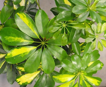 variagated small umbrella tree leaf colors