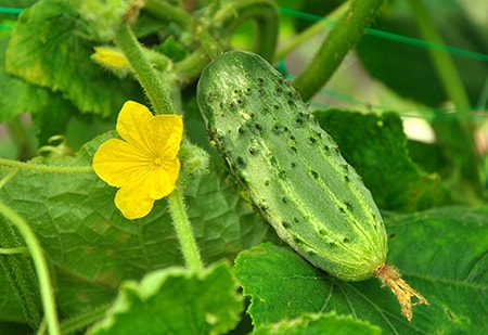 what do cucumber plants look like