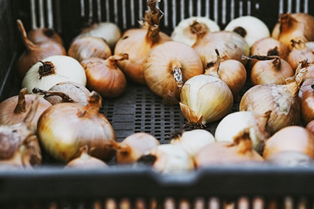 when to harvest onions