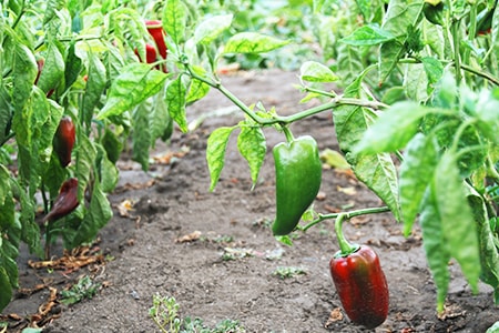 when to plant bell peppers