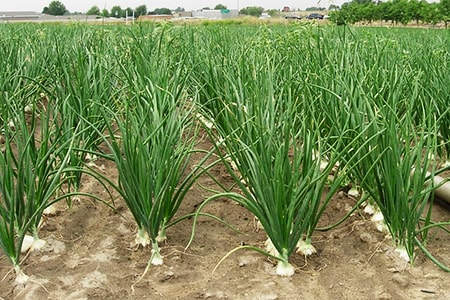 when to plant onions