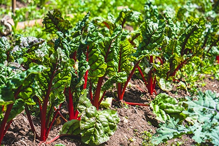 when to plant rhubarb