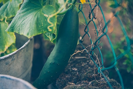 where to plant cucumbers