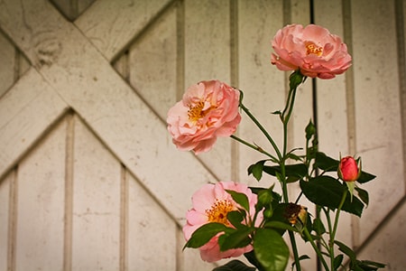 why pruning roses is important