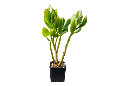 Crassula arborescens jade plants