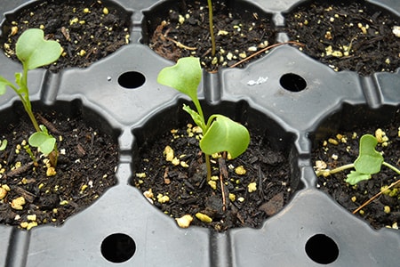 How Long Does it Take to Grow Broccoli