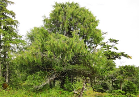 the alaskan yellow cedar tree