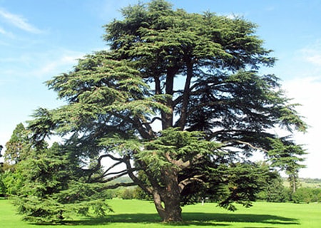 the atlas cedar tree varieties are majestic and grow up to 60 feet tall