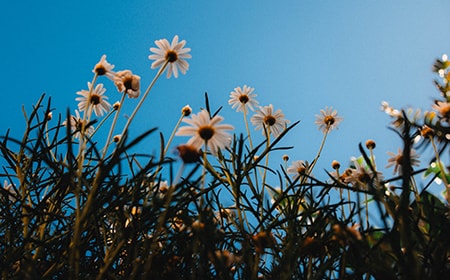 benefits of a chamomile lawn