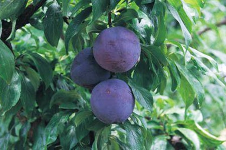 black beauty plum is a variety of japanese plums