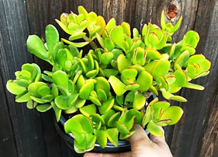 botany bay jade plant