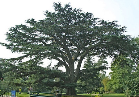 the cedar of lebanon