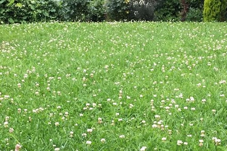 chamomile ground cover