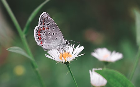 chamomile lawn pollinators