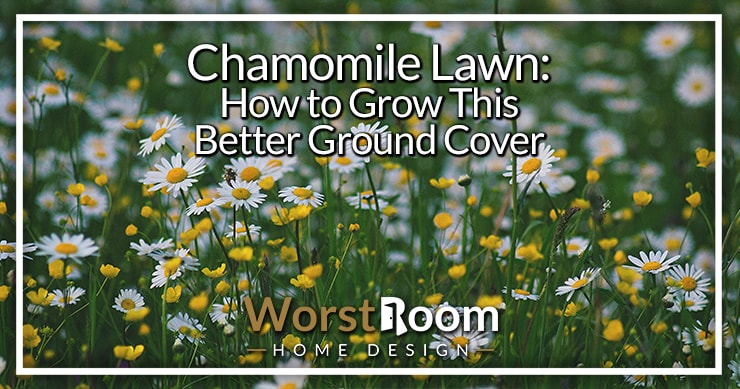 chamomile lawn