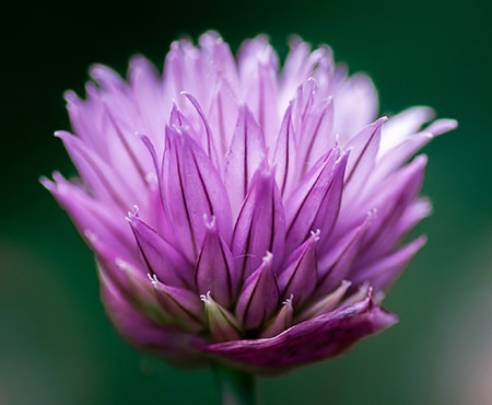 chives flowering