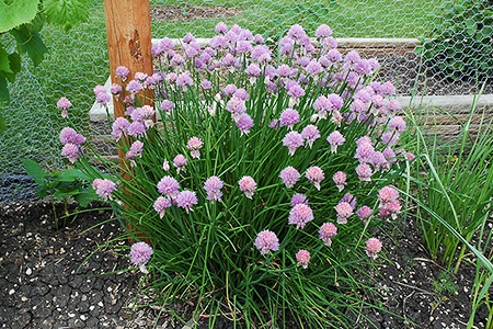 chives plant care