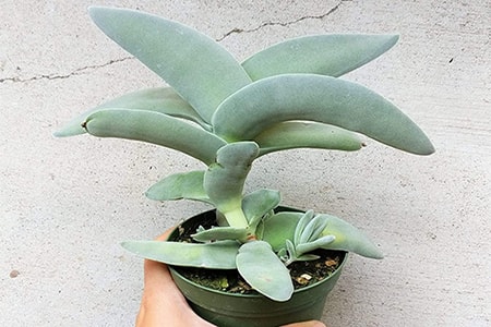 crassula falcata propeller jade plant