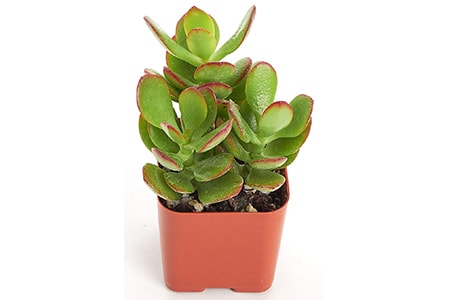 crassula ovata jade plant varieties