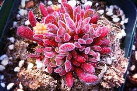 crassula pubenscens bear paw jade