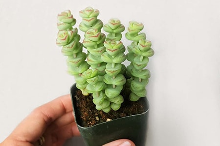 crassula rupestris baby necklace jade plant