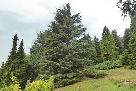 the cyprus cedar tree species