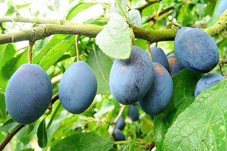 types de prunes de Damas