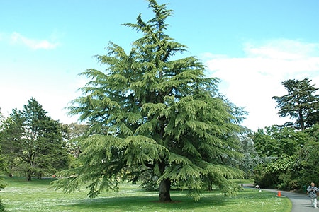 of the cedar tree types, the deodar cedar is the one known for weeping