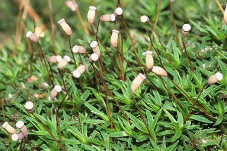 dwarf haircap moss