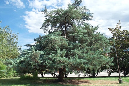 the eastern red cedar tree species look a lot like a juniper because they belong to that family