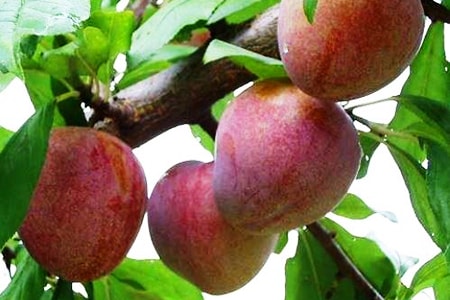 elephant heart plum varieties