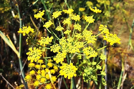 fennel growing conditions