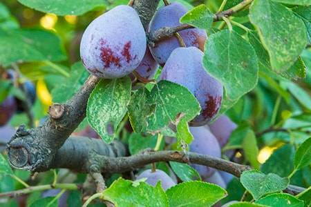 french prune types of plums are dried to be used as prunes