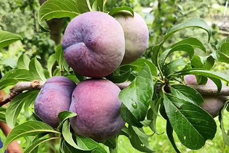 Friar Plums sind eine andere Art von Pflaumen, da sie aus Japan kommen und spät in der Saison geerntet werden