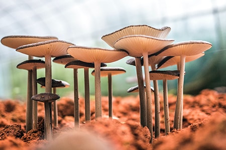 get started growing mushrooms in your basement