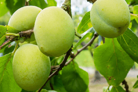 Les variétés de prunes Greengage sont d'une couleur inhabituelle mais sont utilisées tout autant que les autres