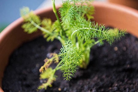 growing fennel from a seed