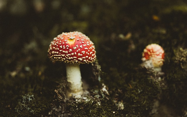 growing mushrooms in your basement