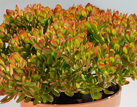 harbour lights jade plant