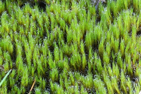 heath star moss