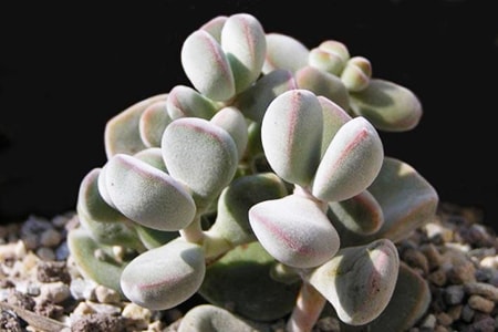 hottentotta jade plant types