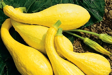 how long does it take squash to grow