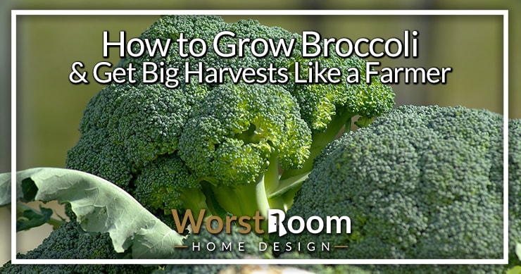 how to grow broccoli