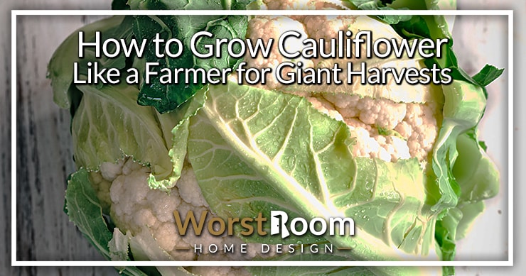 how to grow cauliflower