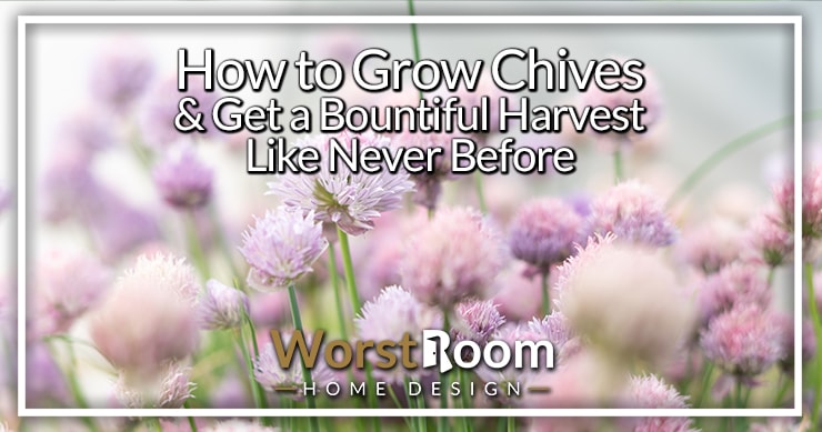 how to grow chives